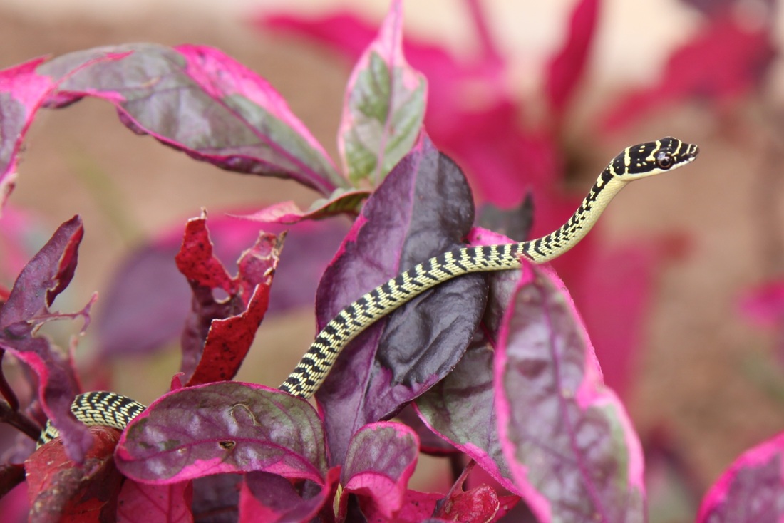 Snake in the garden Thailand