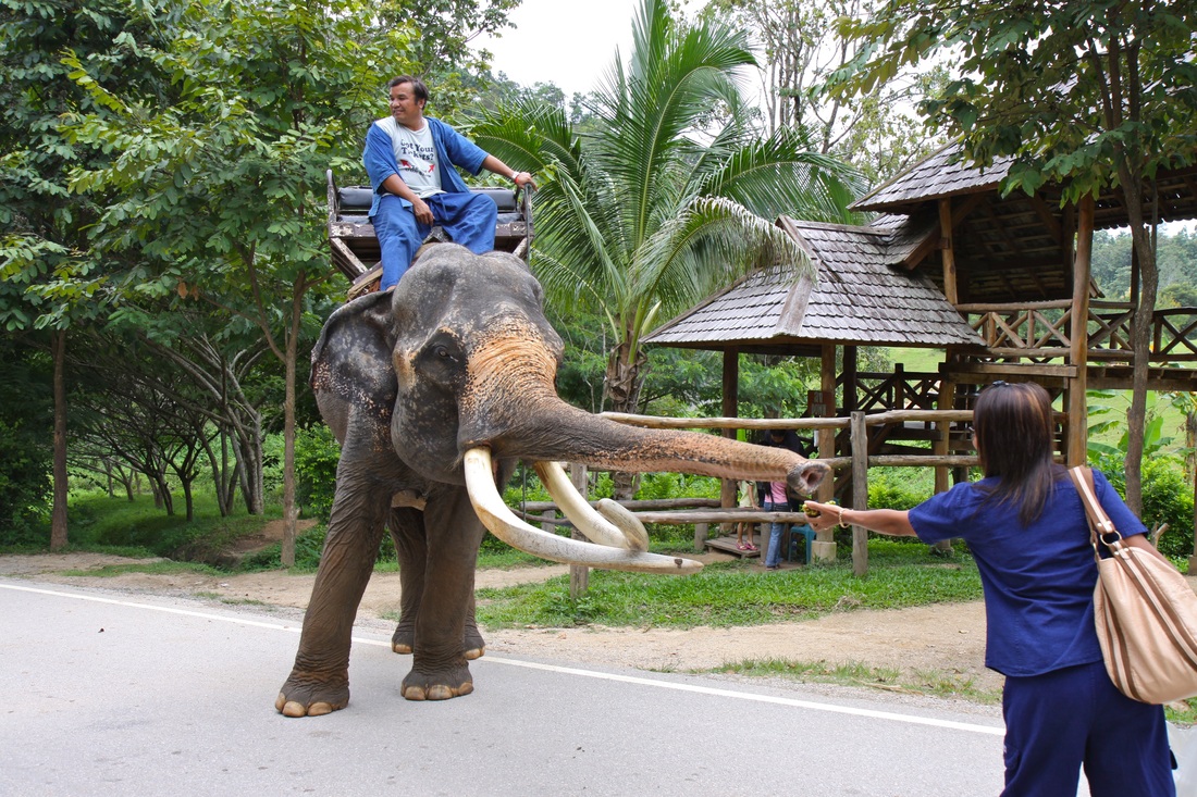 Amporn and the elephant in City Lampang Thailand
