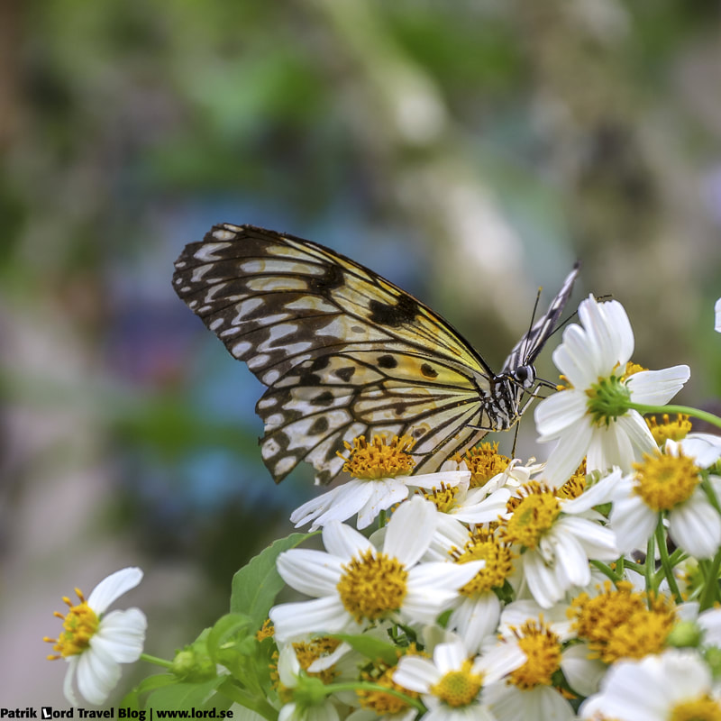Butterfly, Bilar, Bohol Philippines © Patrik Lord Travel Blog