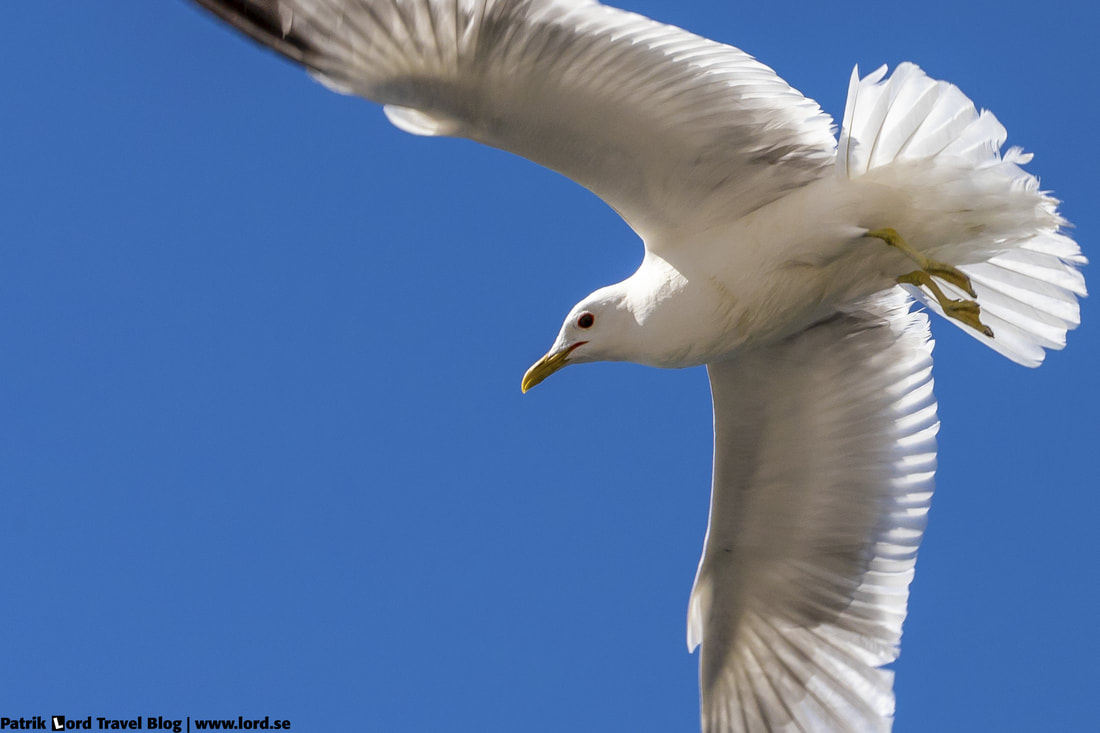 Fiskmås, Sea gull, Larus canus © Patrik Lord Travel Blog