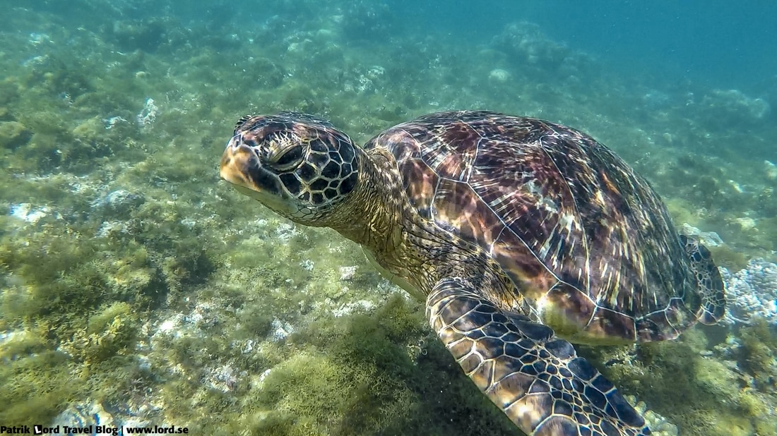 Sea Turtle Apo Island Philippines © Patrik Lord Travel Blog
