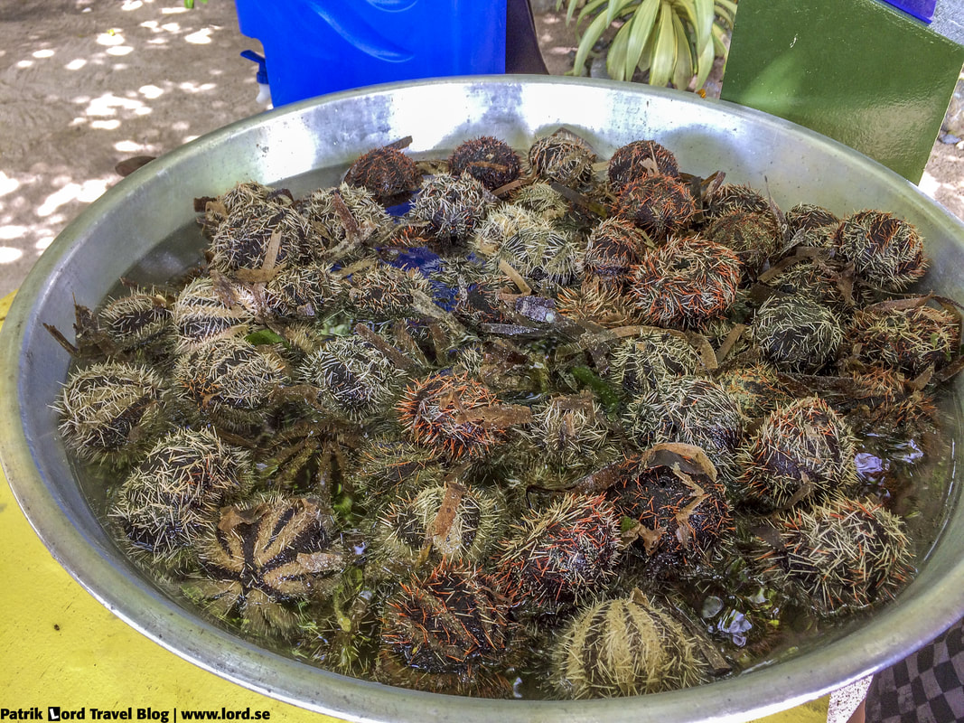 Sea urchins Philippines © Patrik Lord Travel Blog