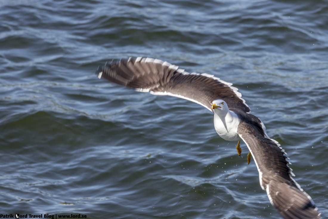 Silltrut, Lesser black-backed gull, Larus fuscus © Patrik Lord Travel Blog