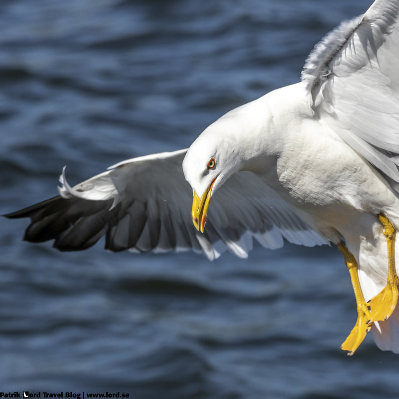 Silltrut, Lesser black-backed gull, Larus fuscus © Patrik Lord Travel Blog