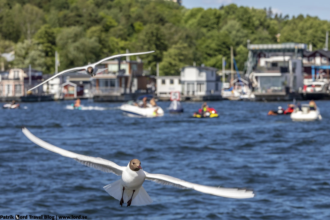 Skrattmås, Blackheaded gull, Larus ridibundus © Patrik Lord Travel Blog