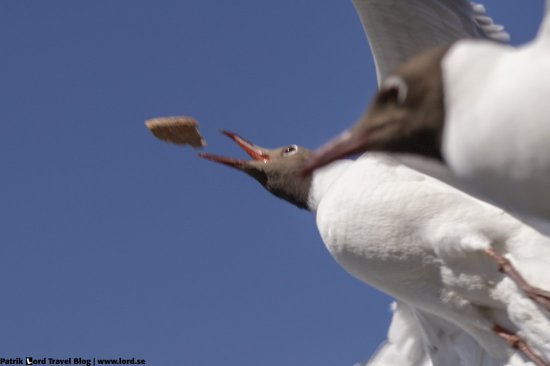 Skrattmås, Blackheaded gull, Larus ridibundus © Patrik Lord Travel Blog